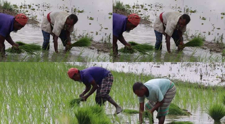 বানের ক্ষত নিয়েও আমন আবাদে ফেনীর কৃষকরা